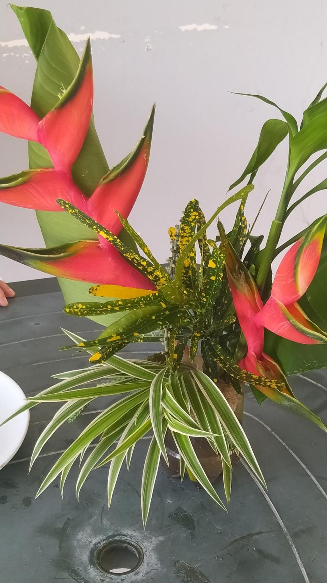Studio Hibiscus サンタンヌ エクステリア 写真